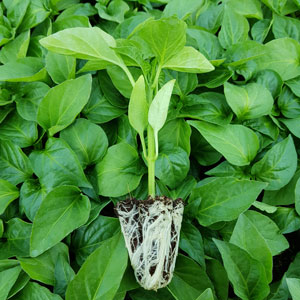 Lumos bell pepper seedlings 